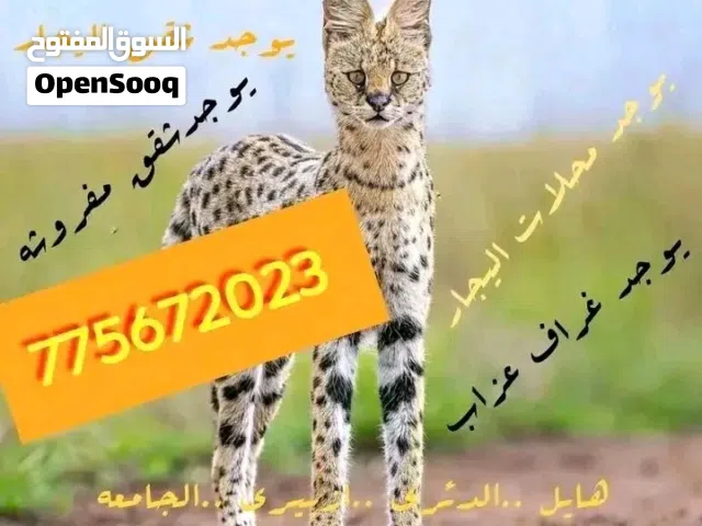 مكتب عقارات  يوجد جميع اشقق.