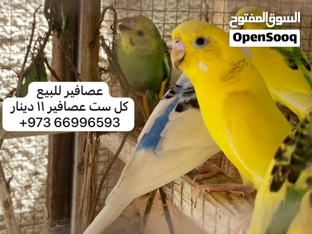 كل 6 عصافير 11 دينار