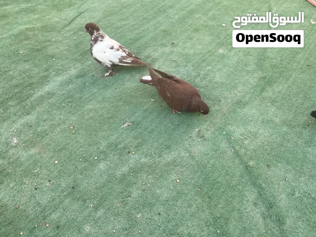 حمام كنابك
