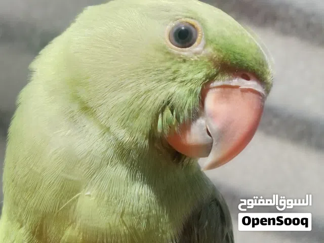 طائر درة اليف عمره 3 شهور التفاصيل في الوصف المحافظة بغداد