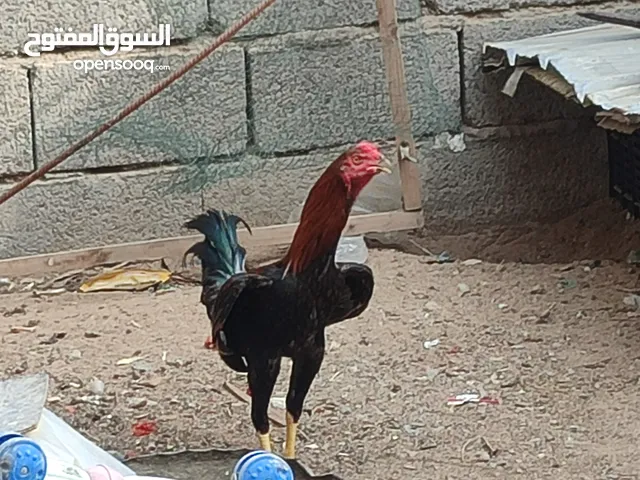 للبيع ديوجه هندية