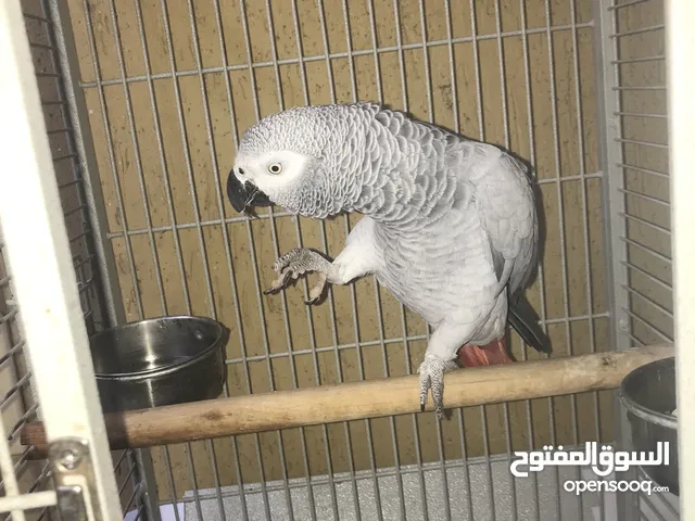 ببغاء زنجباري لون. سلفر الله يبارك