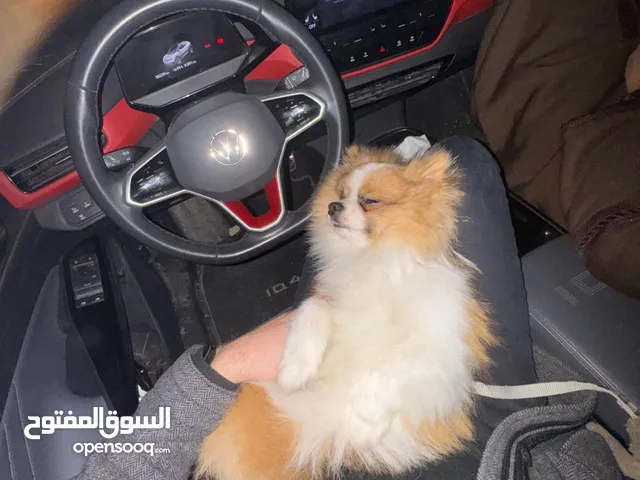 كلب بومرينيان عمرو سنة و3اشهر مدرب معو اثباتو ويوجد به طفرة بعينو