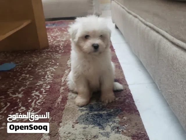 كلب مالتيز عمره شهرين و لطيف و جميل