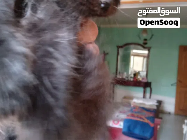 بيع قط شيرازي