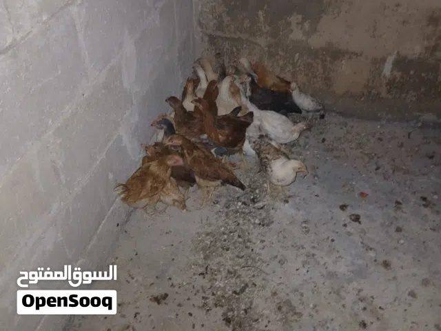 ديوك للبيع
