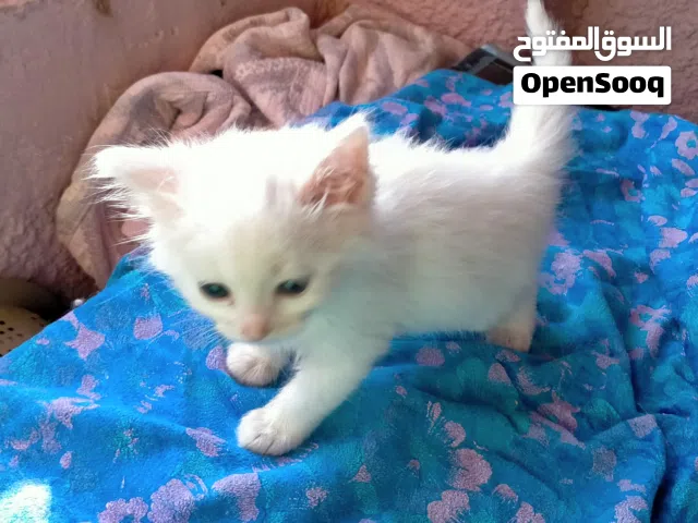 قط ولد همالايا على شيرازي للبيع عنده 45 يوم