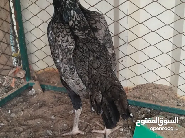 دجاجه باكستانيه شيجرا