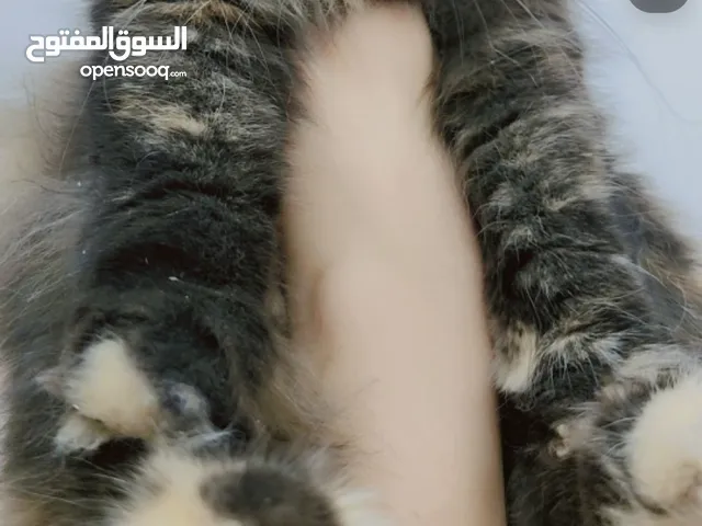 قطة سكوتش انثى للتبني