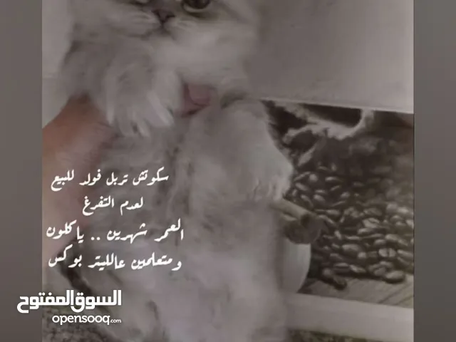 تربل فولد اعمارهم شهرين