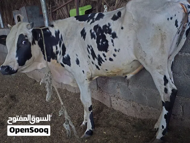 ثور للبيع جيرسي