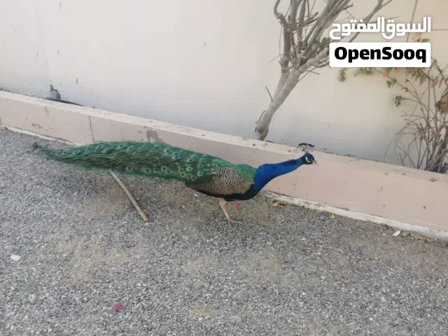 للبيع طاؤوس ذكر