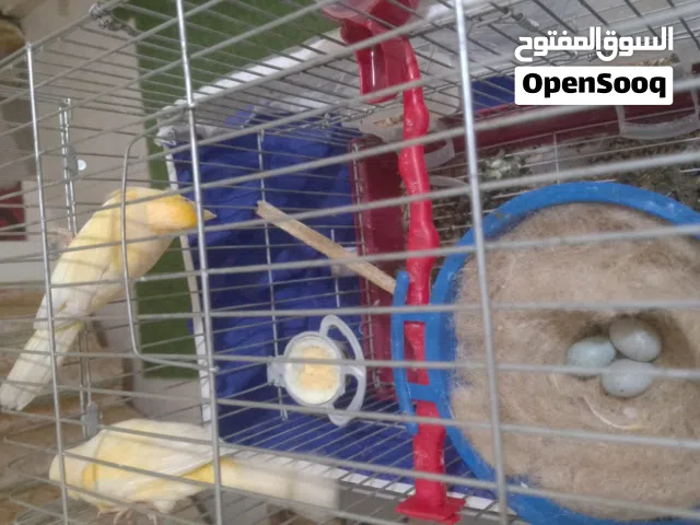 متاح جوز كنار جزري حبات طول شبر راس خرزة معهم بيض أو موجود ذكر حسون للبيع اقرء الوصف جيدا
