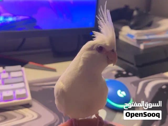 كروان البينو عيون حمر العمر شهرين ابيض صافيي