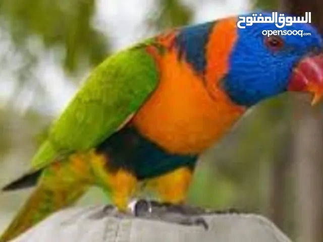 فروخ ببغاء لوري الليفه