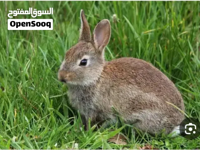 فراخ ارانب