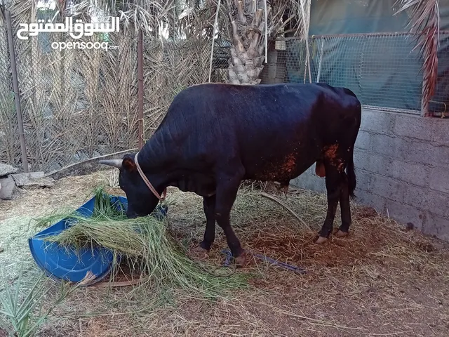 للبيع ثور :تهجين عماني اسباني