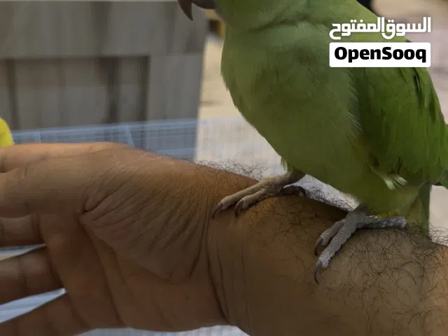 ببغاء الدرة
