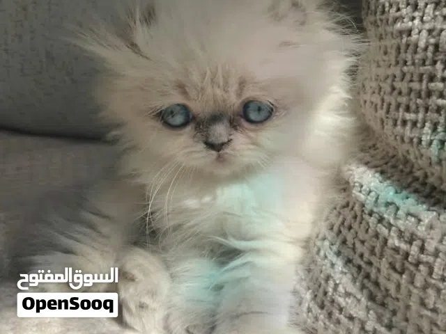 قطة هملايا ميكس سكوتش فولد (انثى) عمر شهرين ونصف    للبيع بسعر 75 دينار اردني