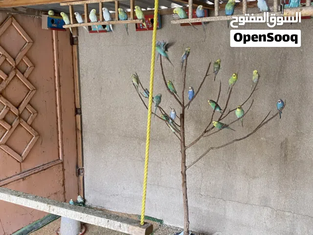 طيور حب ريمبو