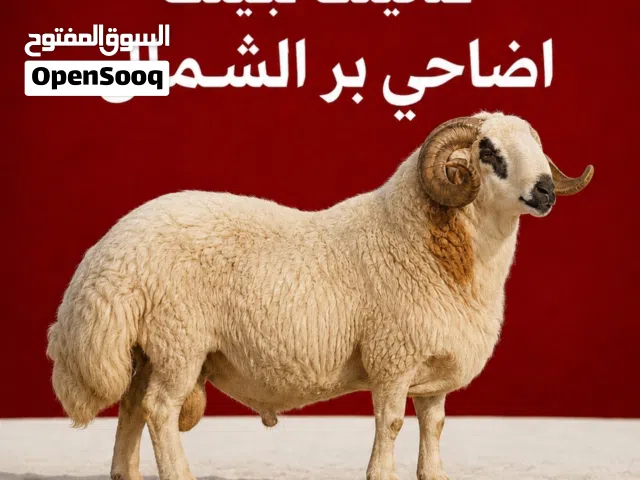 اضحيه نعيمي سوري طيب وشرط السمنه