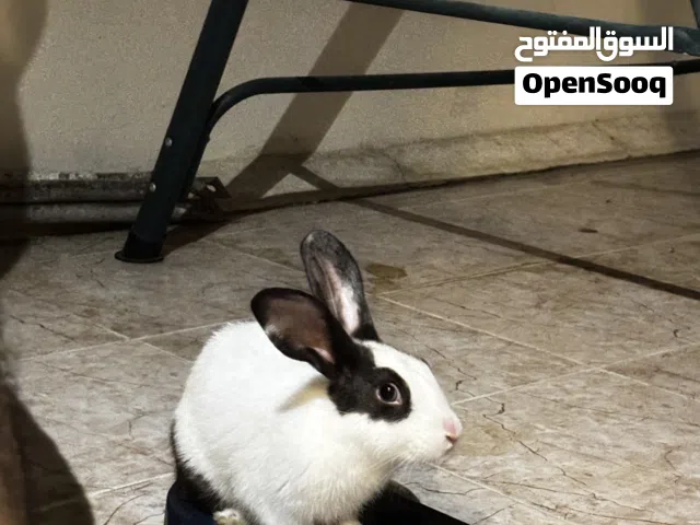 Beautiful Rabbits each almost 4-5 months old