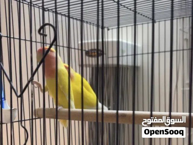 للبيع مجموعه ازواج لفبيرد روز.