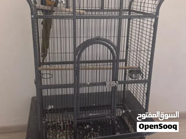 ببغاء مكاو نادر من نوعه في الدوله  هذا المكاو من غابات  الامازون