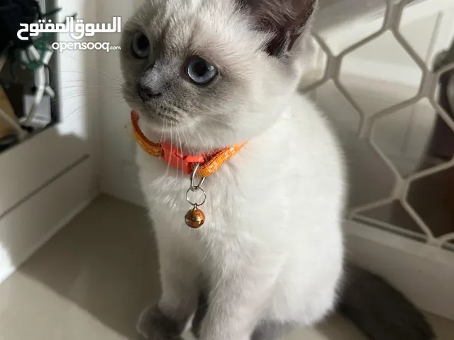 قط ذكر بصحة ممتازة مكس سكوتش فولد و ستريت