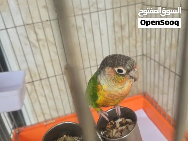 ببغاء جرين شيك عمره 4لشهر  للبيع  بس بخاف شوي