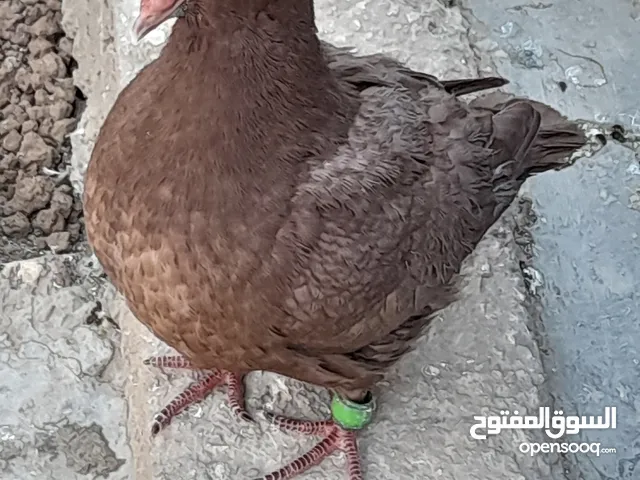 حمام كنج جامبو