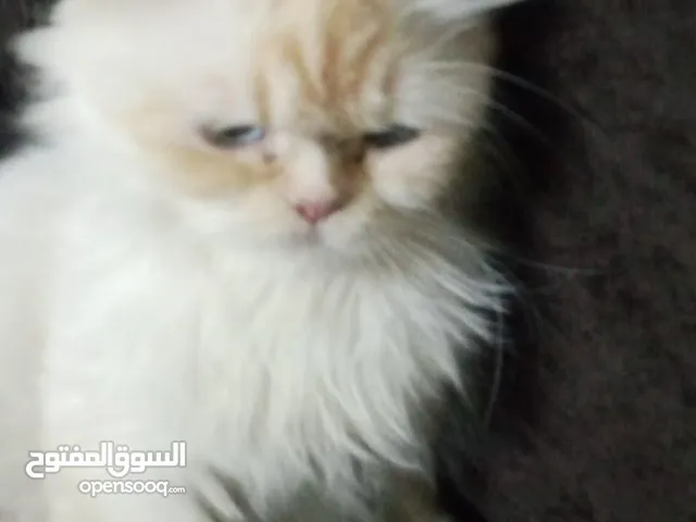 قطه حامل مش ضايل لها شي و بتولد عمرها سنه ونص