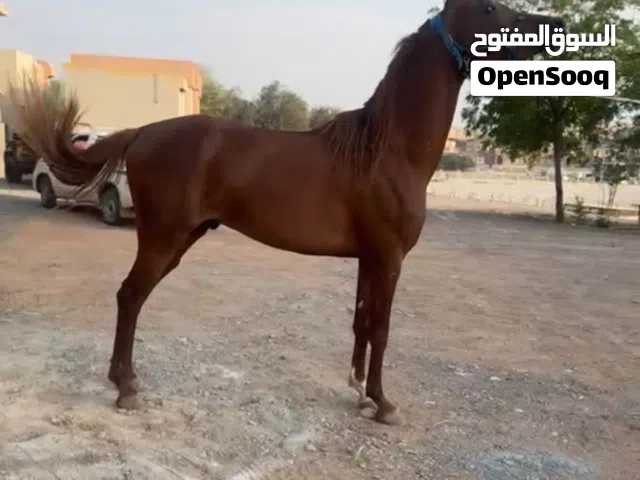 فحل ابوظبي