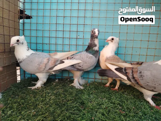 حمام حب رمان