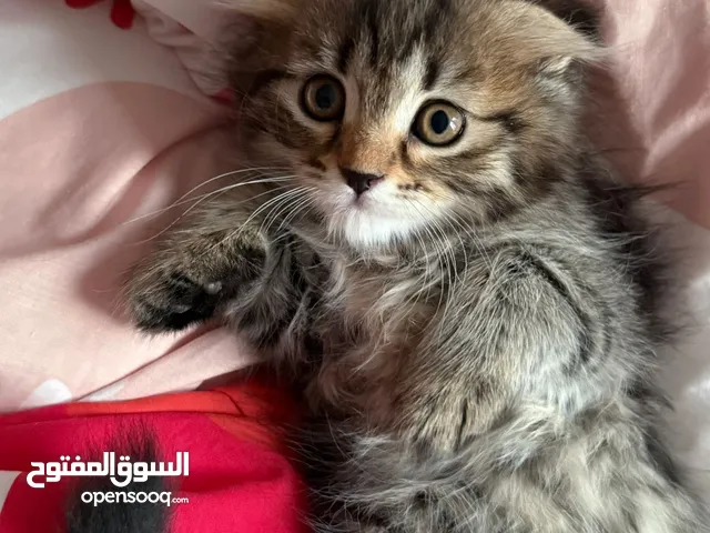 كتن سكوتش فولد/ شيرازي للبيع