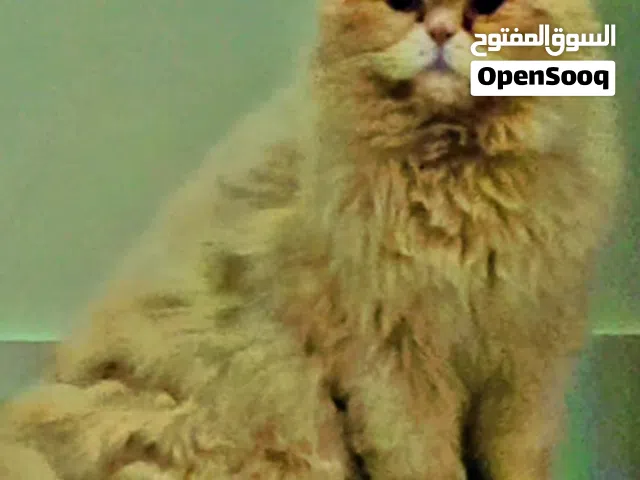 شيرازي للبيع