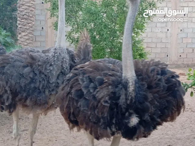 كوبيا نعام تبارك الله