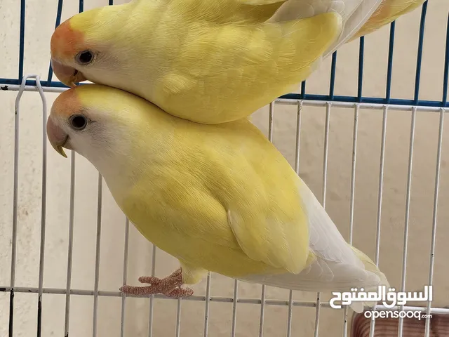 طيور روز طفرات مميزة