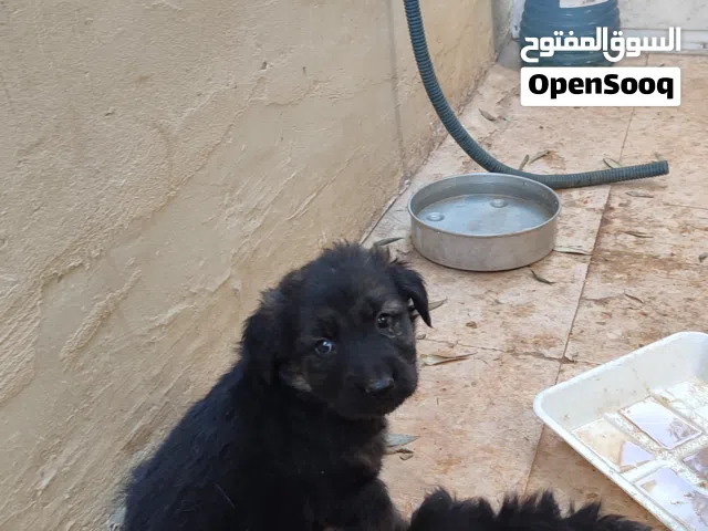 جراو للبيع جولن مالينو