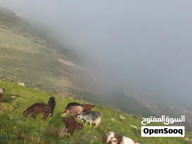 كوم كامل لبيع 19راس