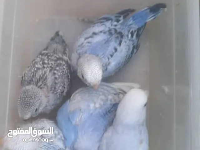 أربعة طيور للبيع