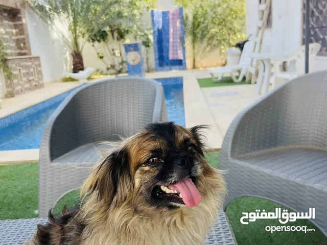 كلب نوعه بيكانوا دراجه ممتازا انتايه حاله اصاحيه ممتازا العمر5اشهر