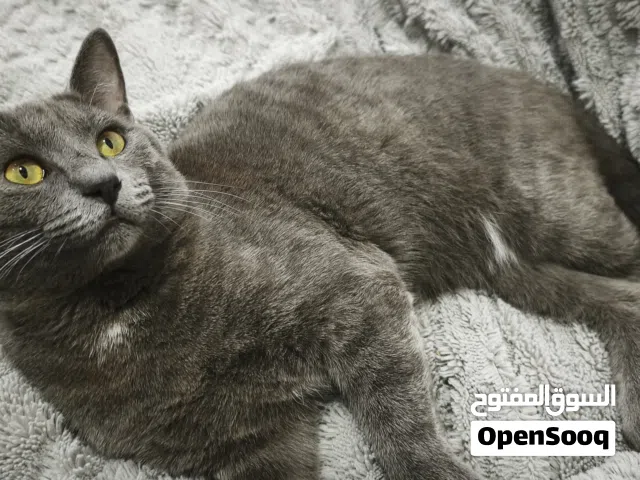 قط russian blue للتبني