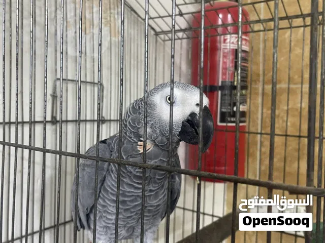 كاسكو سوبر جانبو اليف طينه