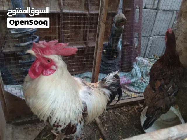 دجاج عرب للبيع صحه ونشاط فول