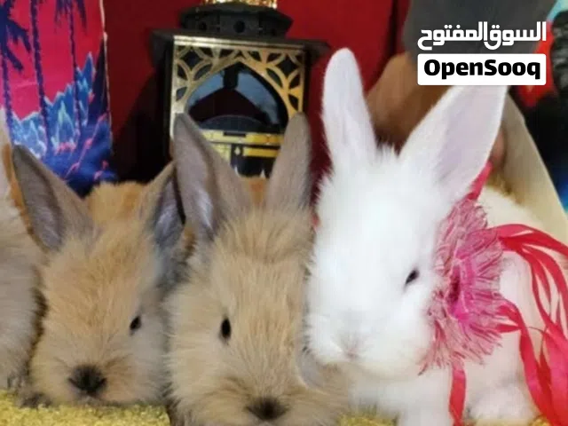 ارانب زينه جامعه حلوان كلمني واتس