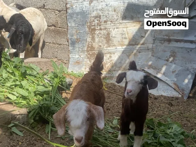لبيع صخلات 2 عمرهن شهر ونص