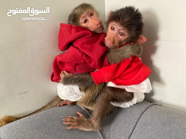 قرده أنثى عمرها شهر