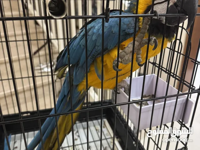 Macaw talking parrot ببغاء المكاو
