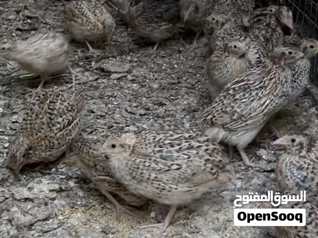 صيصان دجاج